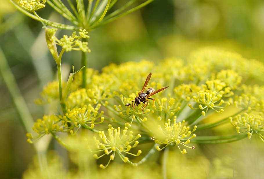 wasp, close, insect, nature, flower, yellow, plant, fennel HD wallpaper