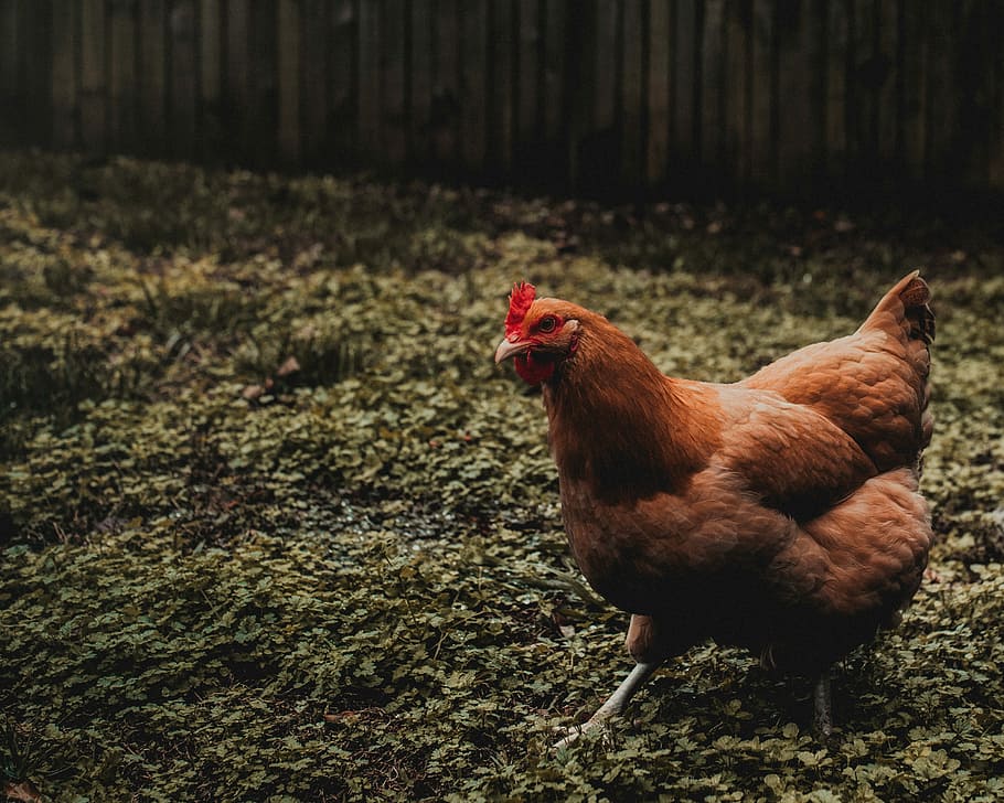 brown and red he n, selective focus photography of hen, chicken HD wallpaper