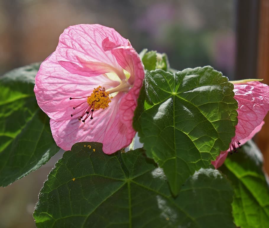 flowering maple, container plant, pink, pair, blossom, bloom HD wallpaper