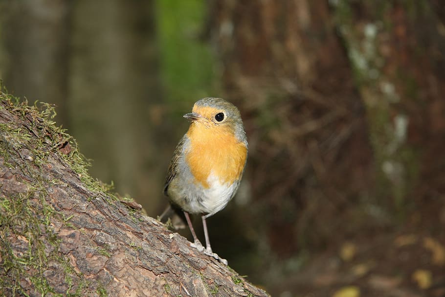 robin, bird, photo model, fun, holiday, forest, small, nature HD wallpaper