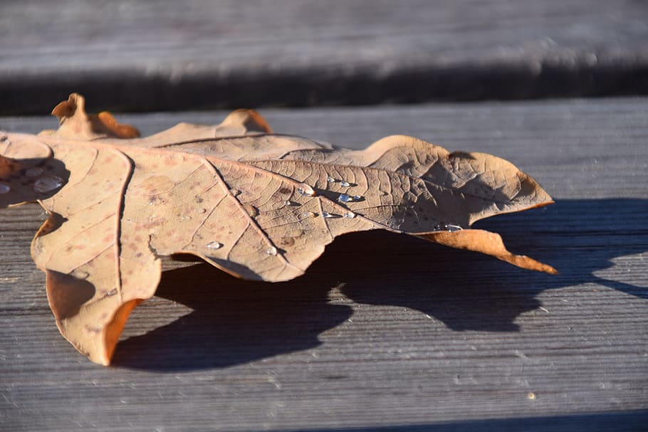 Leaves, Oak, Leaf, Dry, autumn, oak leaf, dry leaf, fall foliage HD wallpaper