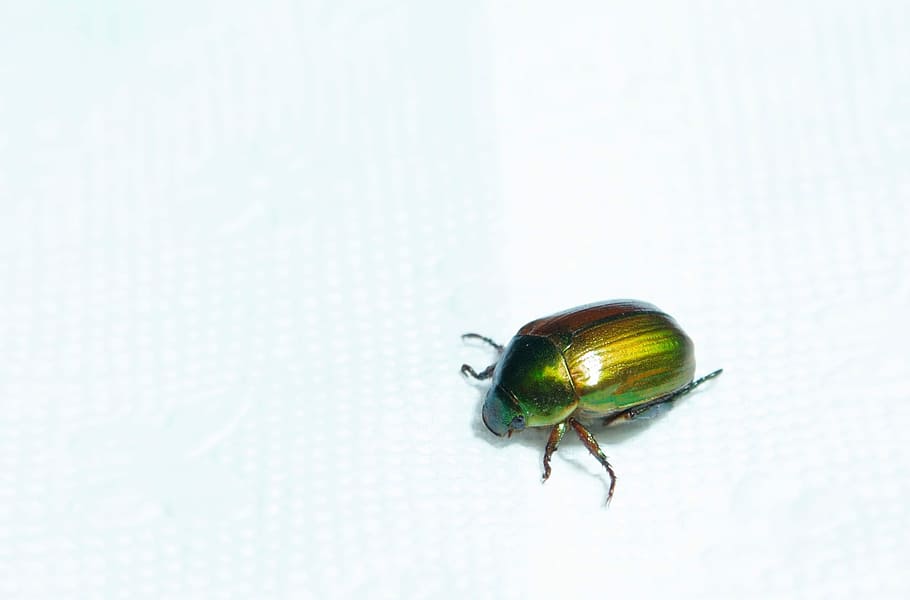 Insect, Creature, Arachnoid, green, colors, one animal, animal themes HD wallpaper