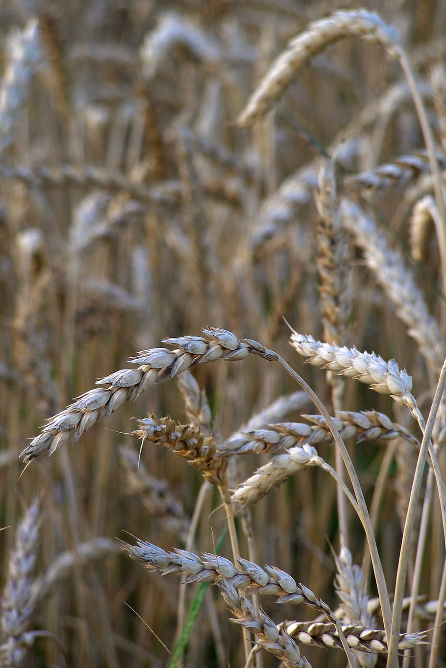 wheat, corn, ears, grains, mature, field, harvest, agriculture HD wallpaper