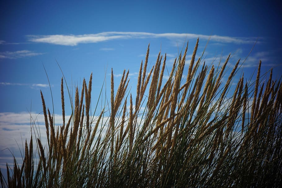 Nature, Sky, Blue, Blue, Beach, Blue Sky, growth, outdoors HD wallpaper