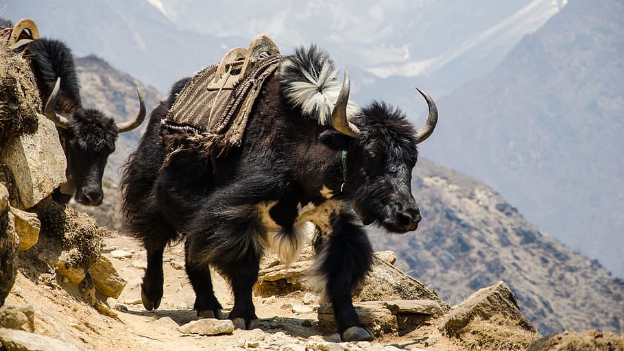 black buffalo walking on mountain, nepal, the himalayas, hefty HD wallpaper