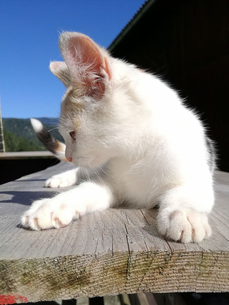 short-coated white cat, young, profile, portrait, small young cat HD wallpaper