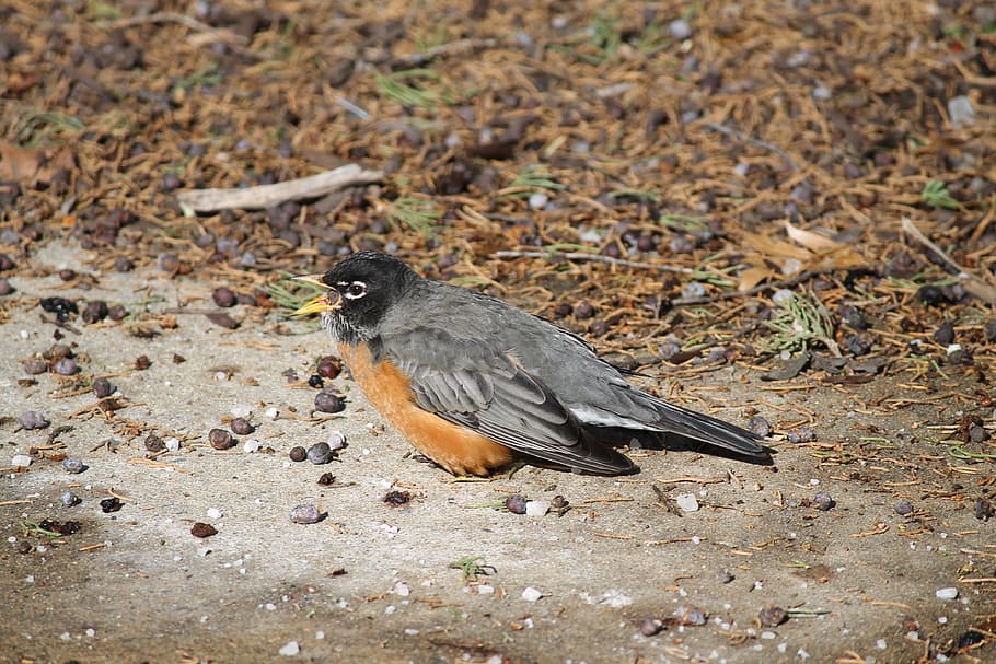 Turdus Migratorius, American Robin, wildlife, bird, songbird