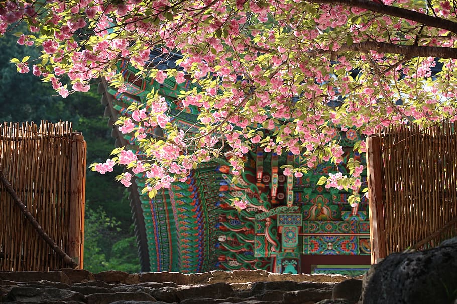 brown opened gate under pink tree, section, flowers, temple HD wallpaper