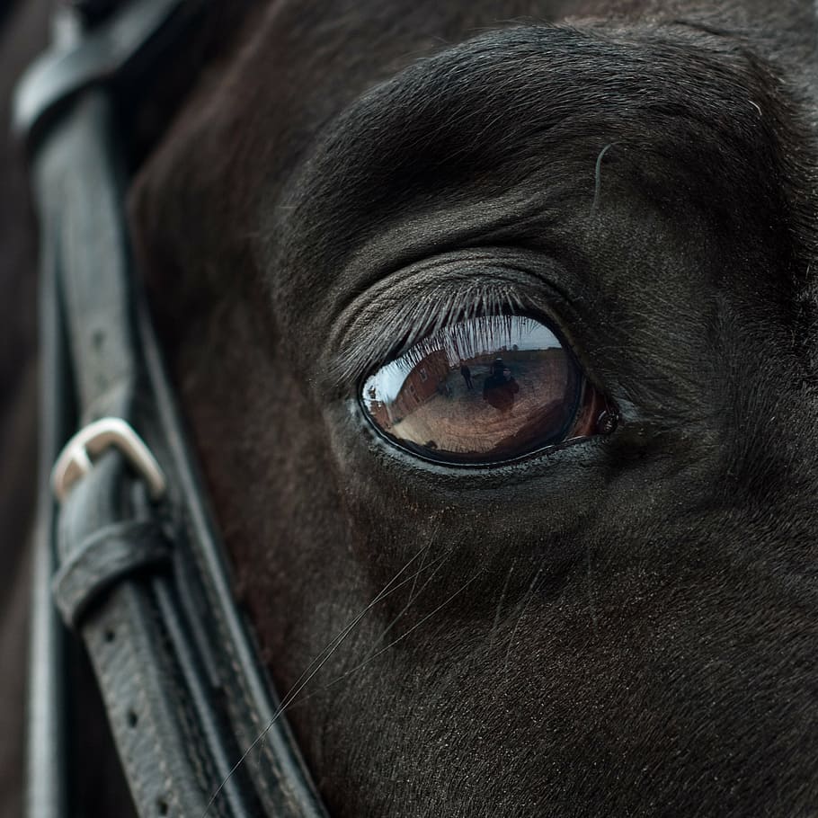 close-up photo of animal eye, horse, mirror, reflection, close up HD wallpaper