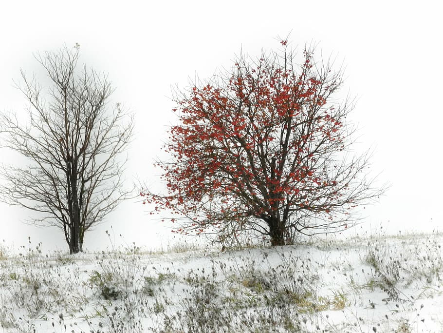 gray, sky, nature, cloudy, white, landscape, weather, natural HD wallpaper
