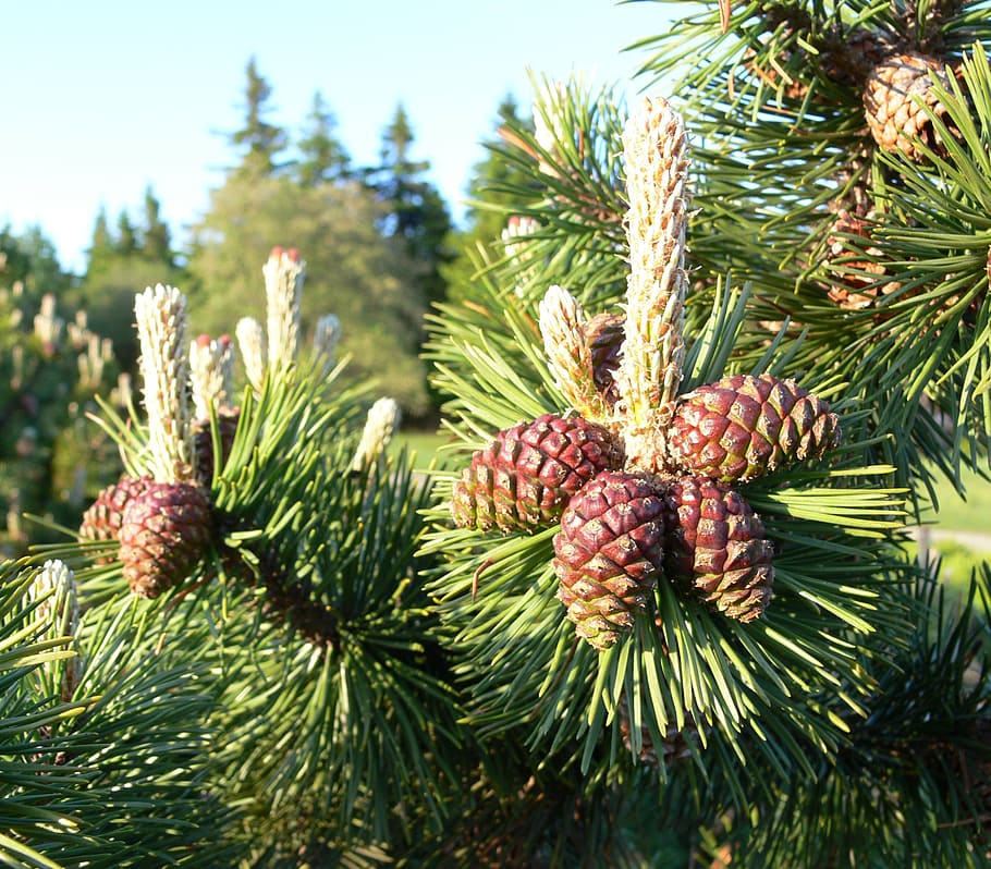 pine cones, needle, seeds, forest, nature, summer, branches HD wallpaper