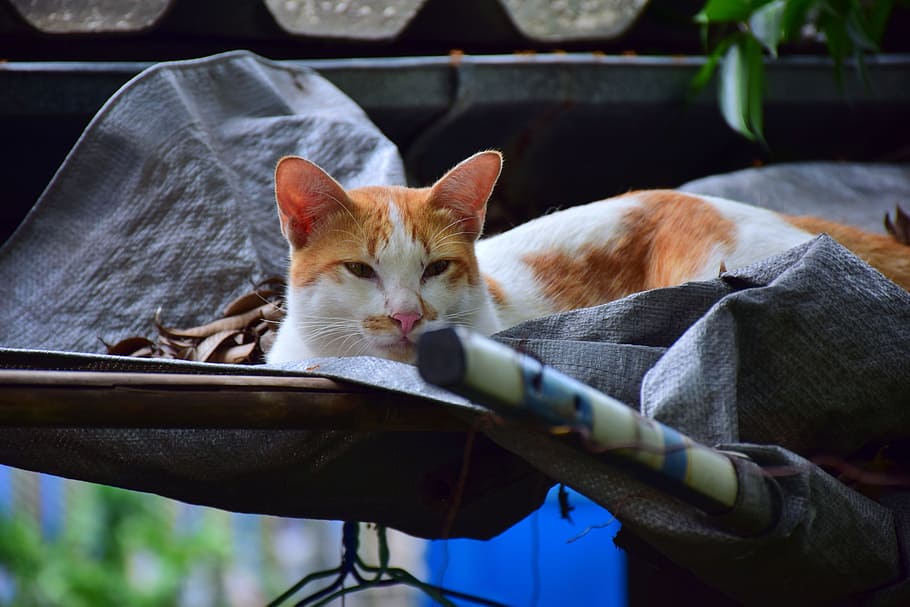 cat, sleep, pets, white, orange, cute, domestic, domestic cat HD wallpaper