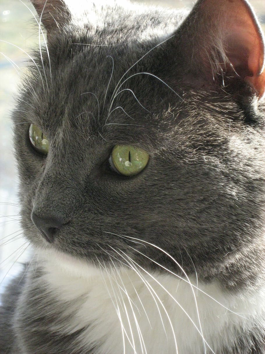 Cat, Domesticated, Short Hair, Feline, grey, domestic cat, pets, HD wallpaper