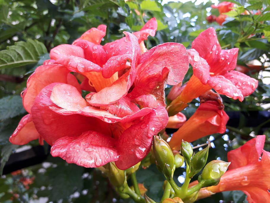 orange, red, flowers, growth, plant, flowering plant, freshness HD wallpaper
