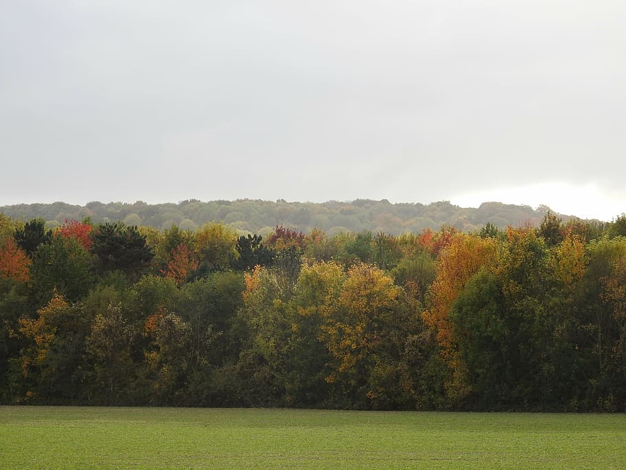 nature, trees, landscape, forest, autumn, the nature, outdoors HD wallpaper