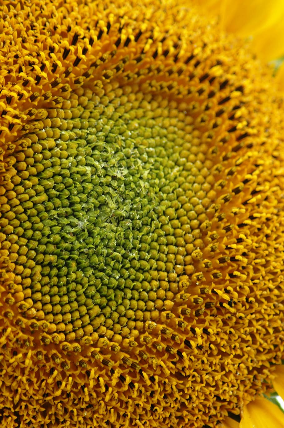 sunflower, macro, seeds, yellow, close-up, no people, full frame HD wallpaper