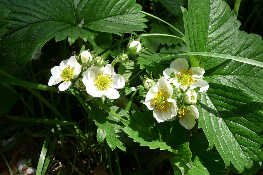 strawberry flowers, blossom, bloom, close, strawberry plant HD wallpaper