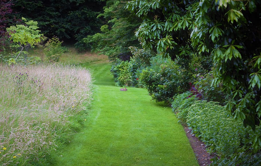 rabbit, green path, gardens, wales, plant, green color, grass HD wallpaper