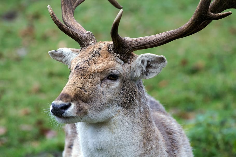 hirsch, fallow deer, forest, animal themes, animal wildlife HD wallpaper
