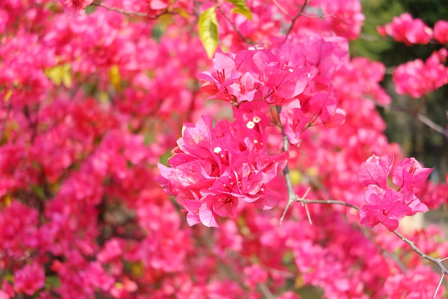 flower, red, bougainvillea glabrachoisy, subtropical plants, HD wallpaper