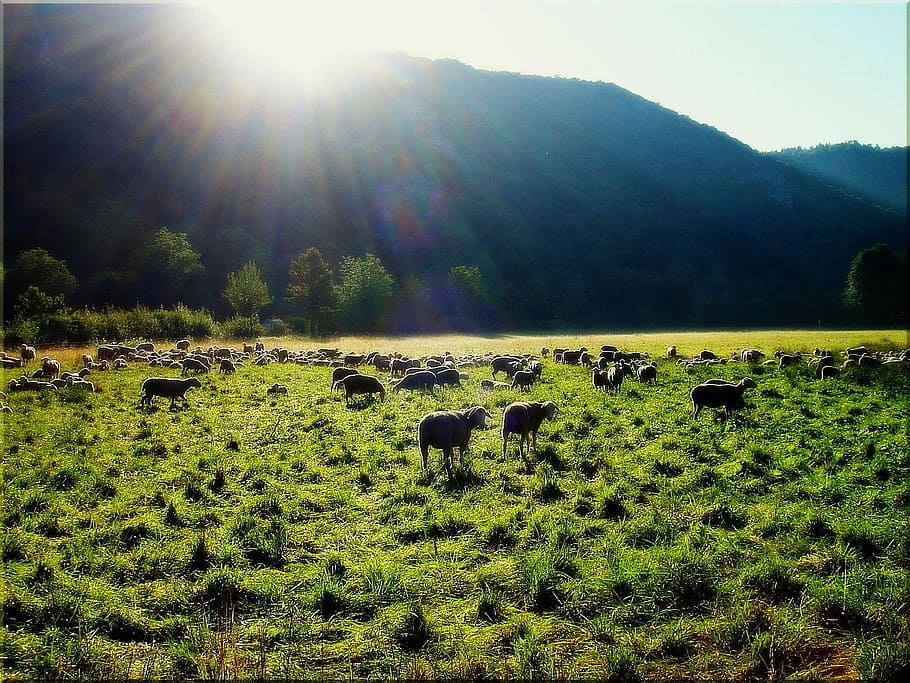 mountains, sheep, meadow, sun, summer, back light, mammal, animal themes HD wallpaper