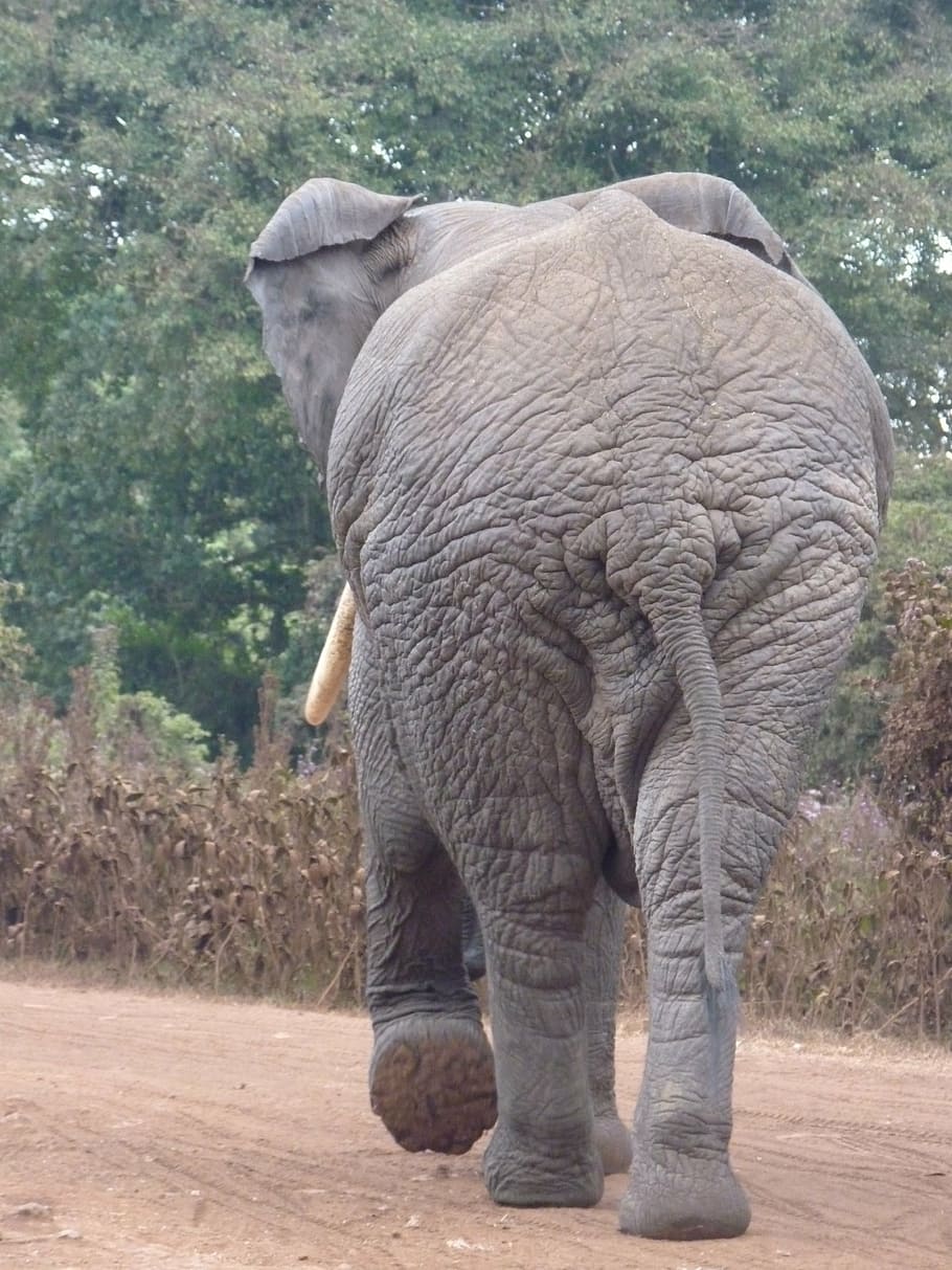 HD wallpaper: african bush elephant, butt, safari, large, animal themes