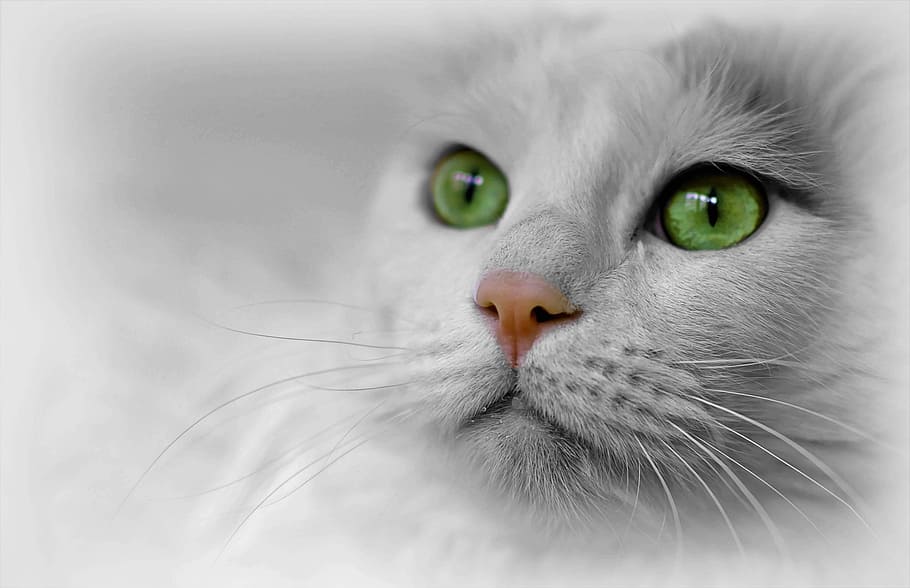 https://c1.wallpaperflare.com/preview/341/334/551/cat-animal-pet-cat-face.jpg