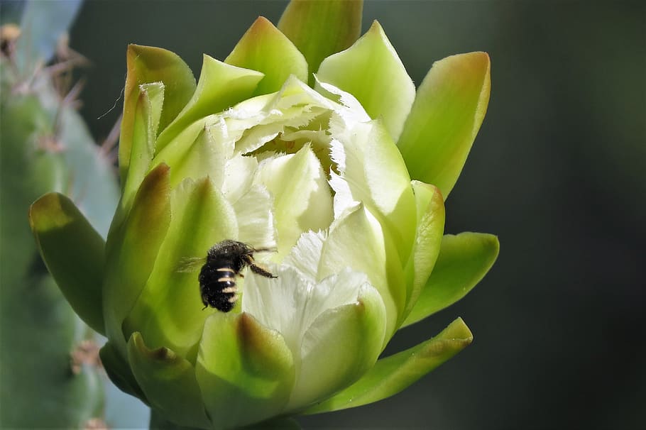 flower, cactus, white bud, bumble bee, night, beauty in nature HD wallpaper