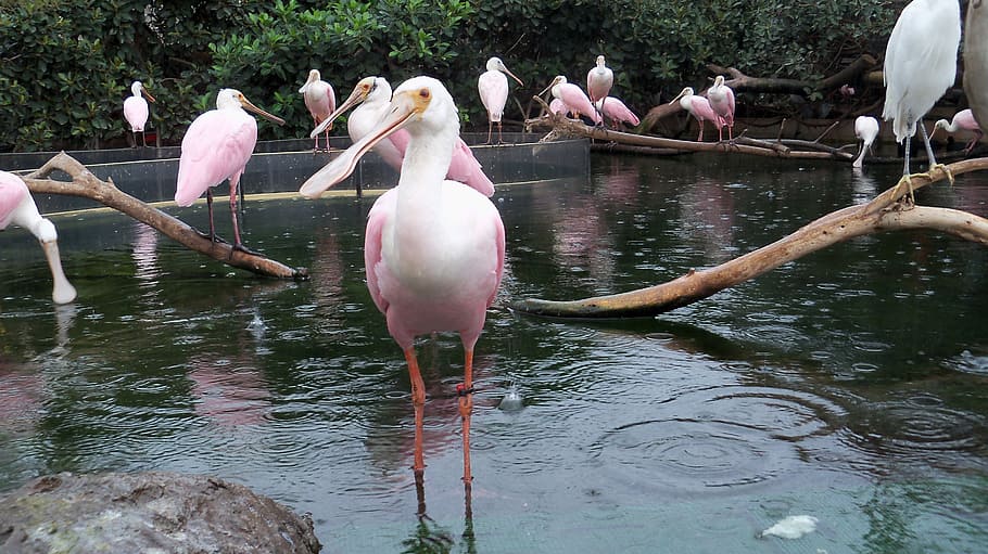 flamingo, zoo, feather, ali, pink flamingos, beak, water, animal wildlife HD wallpaper
