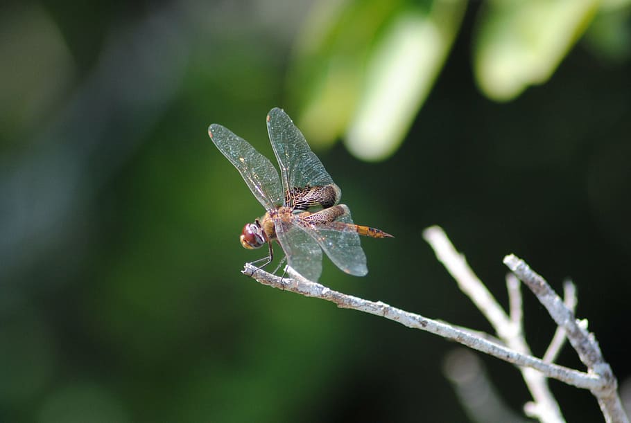 dragonfly, insect, beautiful, tropical, nature, animal, close-up HD wallpaper