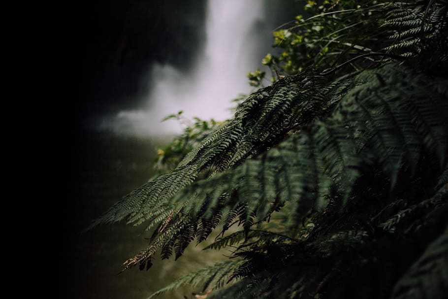 dark, waterfall, nature, green, leaf, plants, tree, growth HD wallpaper
