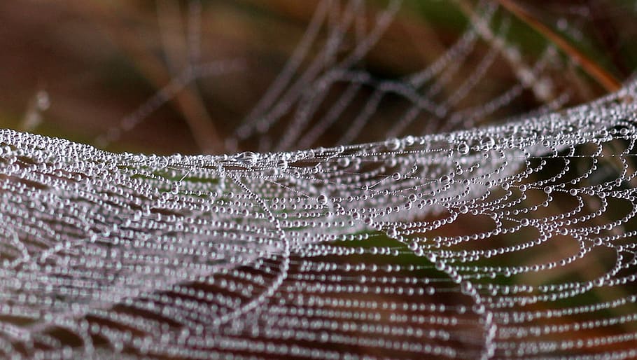 close-up photo of spider web with water dew, drops, place, nature HD wallpaper