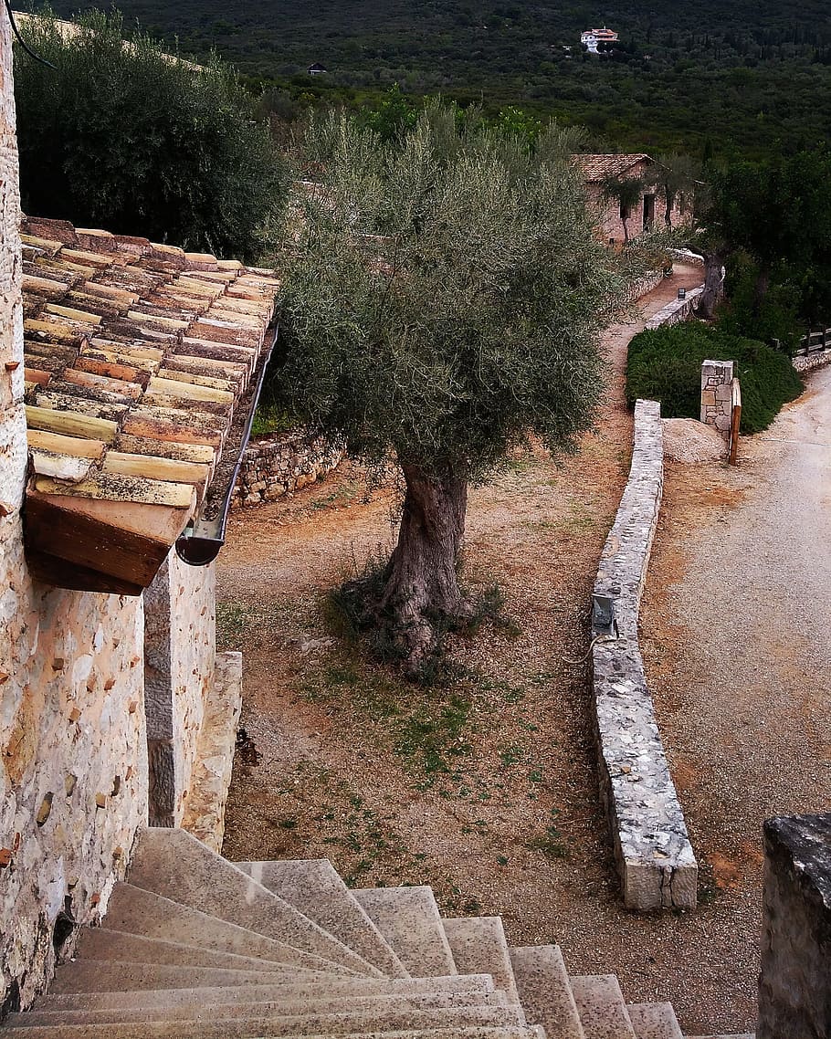 greece, wine, olives, olive tree, late summer, old building HD wallpaper