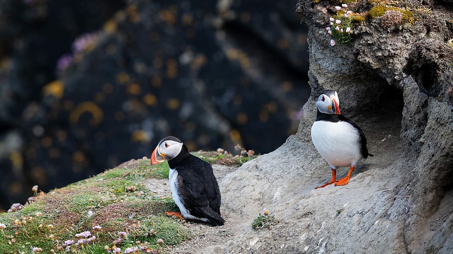 selective focus photograph of two puffin birds, selective focus photography of two white and black puffin birds HD wallpaper