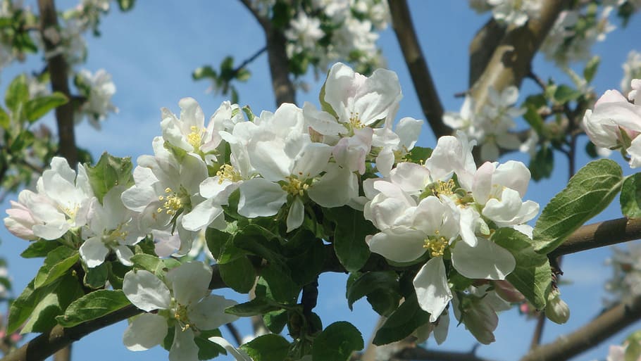 Bloom, Apple Blossoms, Spring, apple flower, flowering tree HD wallpaper