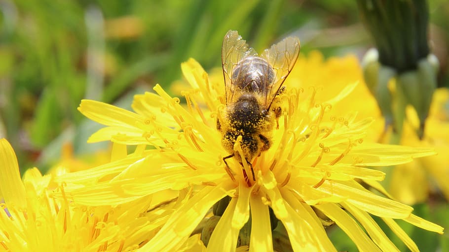 bee, blossom, bloom, pollen, pollination, macro, apis, pistil HD wallpaper