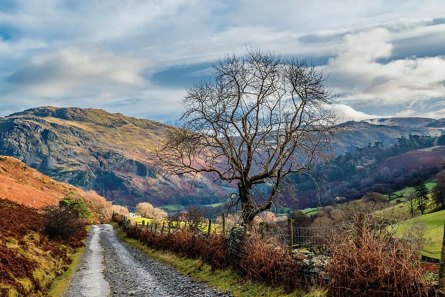 Photo of Empty Road Between Trees Near Mountains, clouds, countryside HD wallpaper