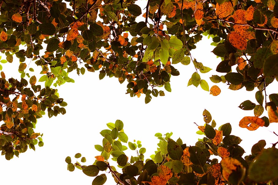 low-angle photography of brown and green leafed trees during daytime HD wallpaper