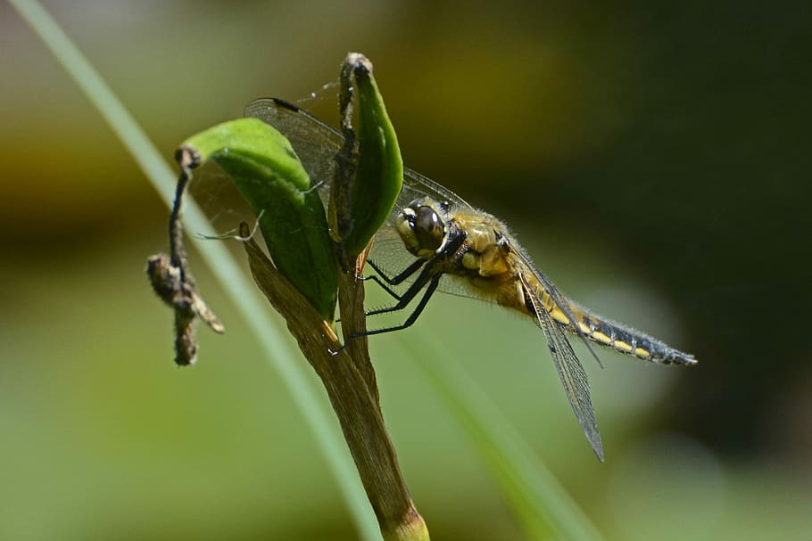 Dragonfly, Wing, Insect, Nature, flight insect, animal, creature HD wallpaper