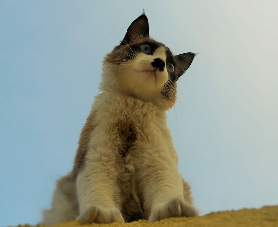 Cat, Siamese, Feline, one animal, pets, domestic animals, animal themes HD wallpaper