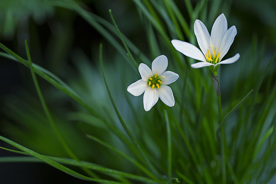 rain-lily, atamasco lily, white, flower, flora, nature, ornamental plant