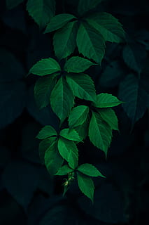 green, leaf, dark, plant, blur, plant part, growth, green color HD wallpaper