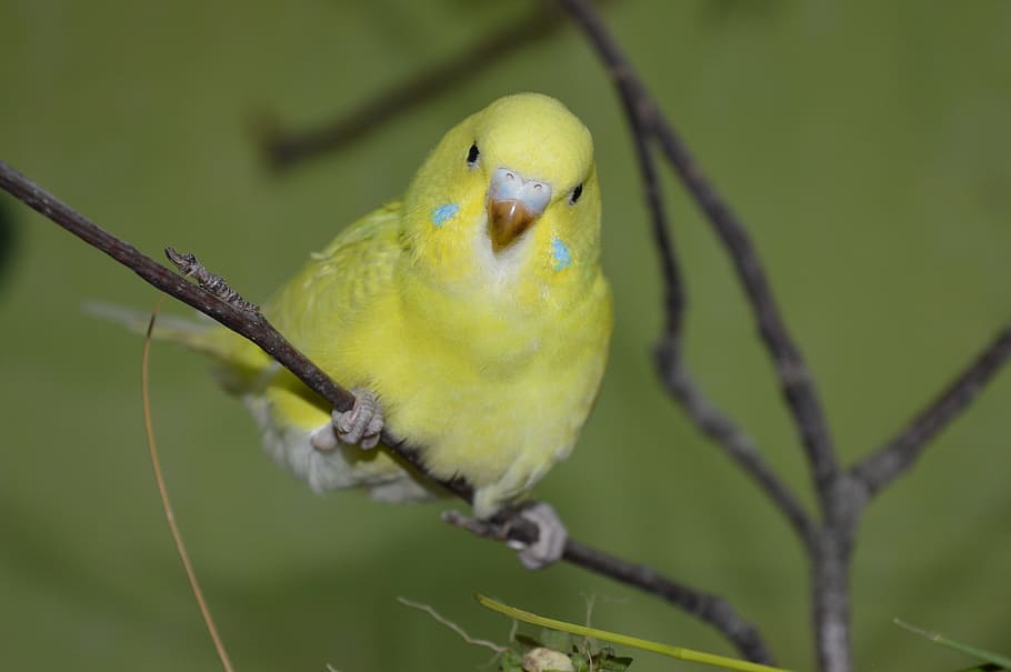Budgie, Yellow, Ziervogel, one animal, animal themes, animals in the wild HD wallpaper