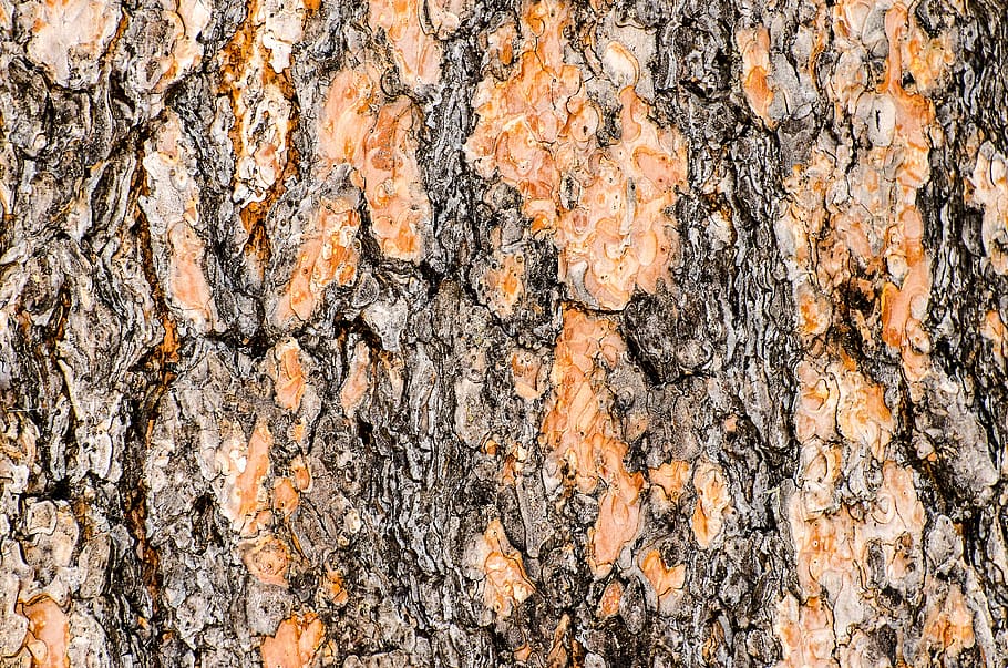 bark, wood, tree, texture, background, flake, nature, rustic HD wallpaper