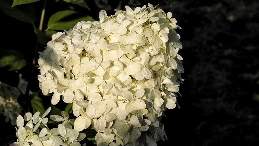 hydrangea, hydrangeas, blooms, flower, garden, nature, a garden plant HD wallpaper