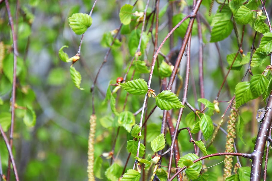 branch, spring, bloom, nature, april, tree, plant, growth, green color HD wallpaper