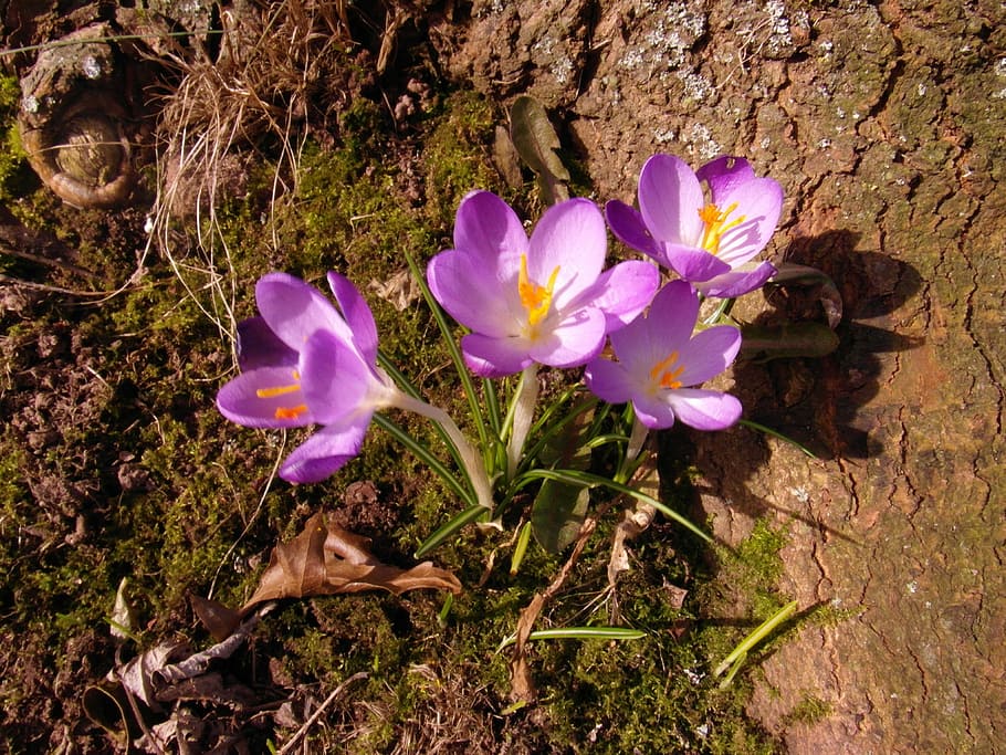 crocus, march, flowers, spring, purple, tender, sunny, plant HD wallpaper