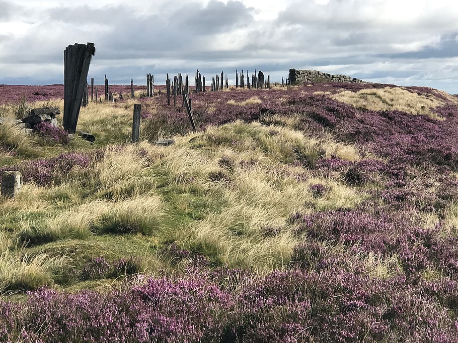 ruin, grass, moor, plant, sky, cloud - sky, land, tranquil scene HD wallpaper