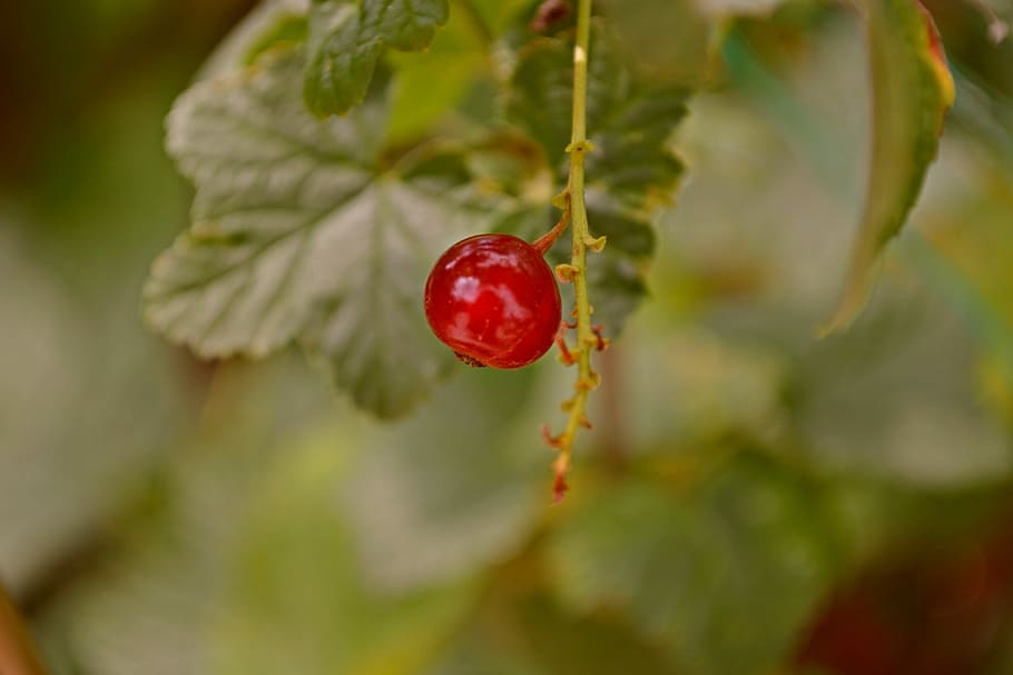 Nature, Fruit, Berries, Berry, green, red berry, garden, leaves HD wallpaper