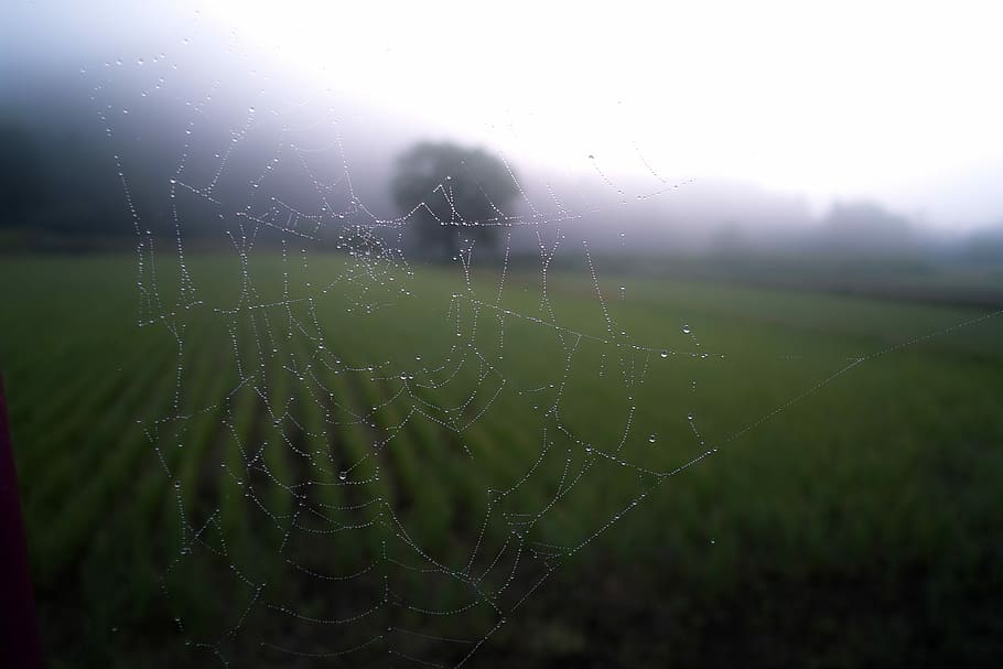 shallow focus photography of spider web, green grass field, nature HD wallpaper